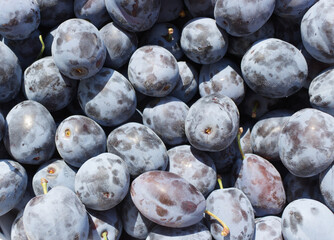 Freshly picked organic ripe delicious blue plums. Blurred background.