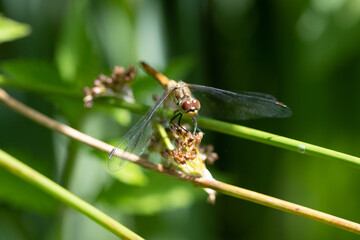 Yellow insect dragonfly resting on a green branch, with a blurred background