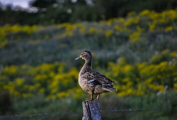 Closeup of a cute duckling perched on a wood fence in nature