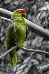 Fototapeta premium Parrot in b&w background