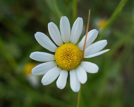 Shallow focus shot of white Common daisy on blur green background
