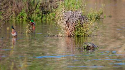 Turtle in the afternoon sun at Lagoa Pequena in Sesimbra.