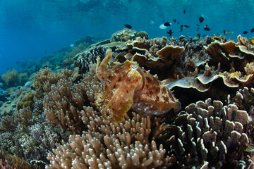 A Broadclub cuttlefish, Sepia latimanus, hovers above an exquisite coral reef in Komodo, Indonesia. Cuttlefish are masters of camouflage, using color-changing cells to blend into the environment.