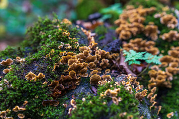 Mushrooms and moss on a tree trunk