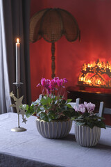 Two cyclamen flowers in ribbed flower pots in the interior against the background of a Christmas...