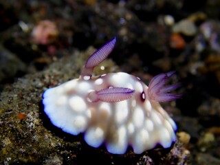 Closeup of a nudibranch underwater