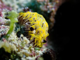 Closeup of a nudibranch underwater