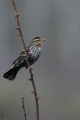 vertical closeup of a red-winged blackbird (Agelaius phoeniceus) on a branch