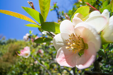 京都 妙心寺・退蔵院に咲く3月の梅の花
