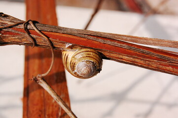 ślimak © Magorzata Rusek