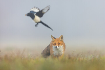 Mammals - European Red Fox (Vulpes vulpes)