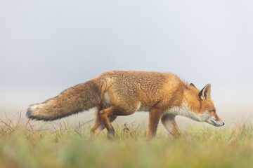 Mammals - European Red Fox (Vulpes vulpes)