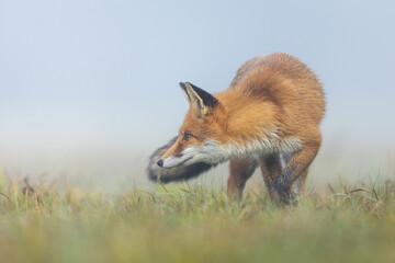 Mammals - European Red Fox (Vulpes vulpes)