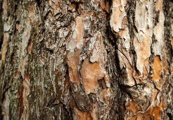 Beschaffenbheit der Rinde einer Kiefer
