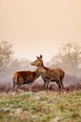 Vertical shot of Red Deer cuddling in the woods at Richmond Park