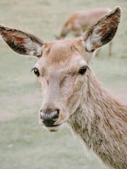 Vertical closeup of a Red Deer in a grass field outdoors