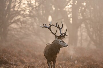 Red Deer with antlers wandering in the woods at Richmond Park