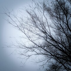 Bare tree against the foggy sky