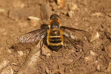 Closeup shot of a Villa cingulata bee with spread wings resting on the ground