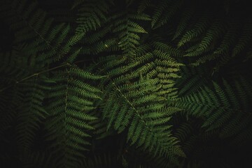 Fototapeta na wymiar Scenic shot of fern leaves against dark background for cool wallpaper