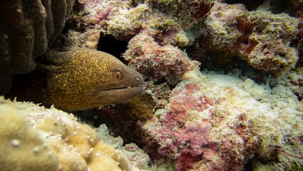 Closeup shot of a Muraena underwater