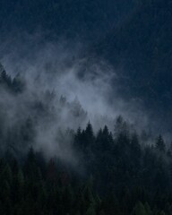 Vertical shot of dense trees in foggy forest