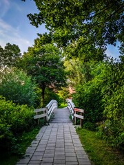 Walkway surrounded by greenery in the park