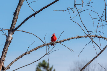 A Cardinal Perched On A Bare Tree Branch In October