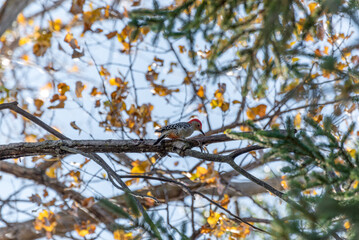 A Downy Woodpecker On A Tree In October