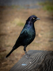 Fototapeta premium The brewer's blackbird, adult males have black plumage with an iridescent purple head and neck and shiny blue-green highlights on the rest of the body, taken in Yosemite park, USA