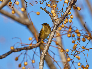 Fauna in the marshes of the Albufera of Valencia, Spain
