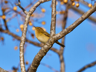 Fauna in the marshes of the Albufera of Valencia, Spain