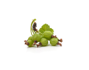 Green gooseberries and leaves.