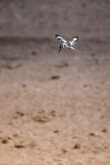 Vertical shot of a Common kingfisher in flight