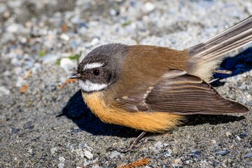 New Zealand fantail (Rhipidura fuliginosa) in its natural habitat