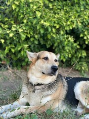 German Shepherd (Canis lupus familiaris) lying at a park with blurred leaves in the background