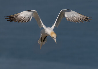 Fototapeta na wymiar Northern Gannet in Flight with angel wings