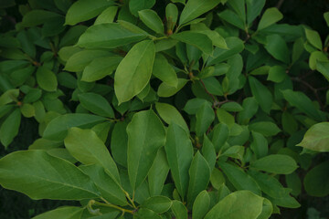 Dark background from green leaves of trees.