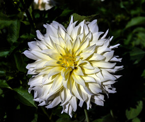 View of dahlia in the garden. Variety - Saulelydis