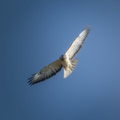 Low angle of a Red-tailed hawk (Buteo jamaicensis) flying in the clear blue sky