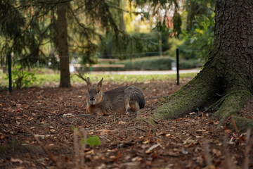 Large brown capybara lies in the forest in front of a huge tree covered with moss, behind a dense forest and tall trees, rare species of forest animal, forest herbivore close-up. Portrait of the Beast