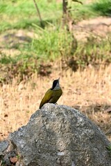 Vertical shot of the grey-headed woodpecker bird sitting on a rock