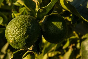 Closeup shot of unripe limes on a tree in Canary Islands