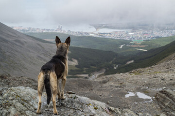 A dog surveys the city of Ushuaia in Argentina
