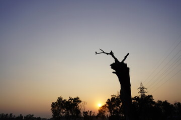 Beautiful sunset over death tree with a bird