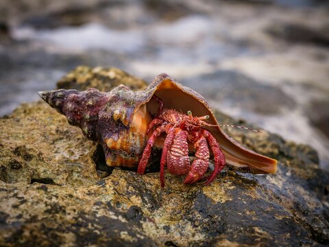 Closeup shot of a hermit crab on a rock