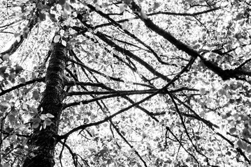 Grayscale low-angle view of a large tree with autumn leaves