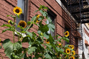 Yellow Sunflowers in front of an Old Brick New York City Apartment Building with Fire Escapes during the Summer