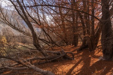 Leafless fall trees and broken trunks with tree stumps on ground