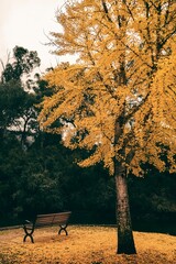 Vertical shot of an orange tree with fallen leaves on ground and bench in a park during fall